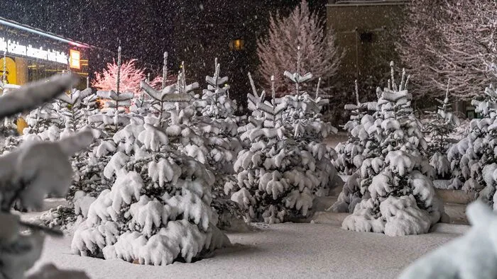 Der Christbaum-Verkauf wird zum Winterwald inmitten der Stadt. Am Donnerstag zeigte sich die Landeshauptstadt ganz in Weiß und wunderschön.