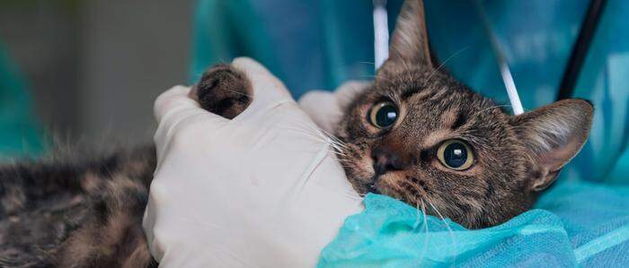 Bei der tierärztlichen Untersuchung in Leoben wurden zwei Geschoße im Körper von Katze „Lucy“ aus St. Peter-Freienstein gefunden