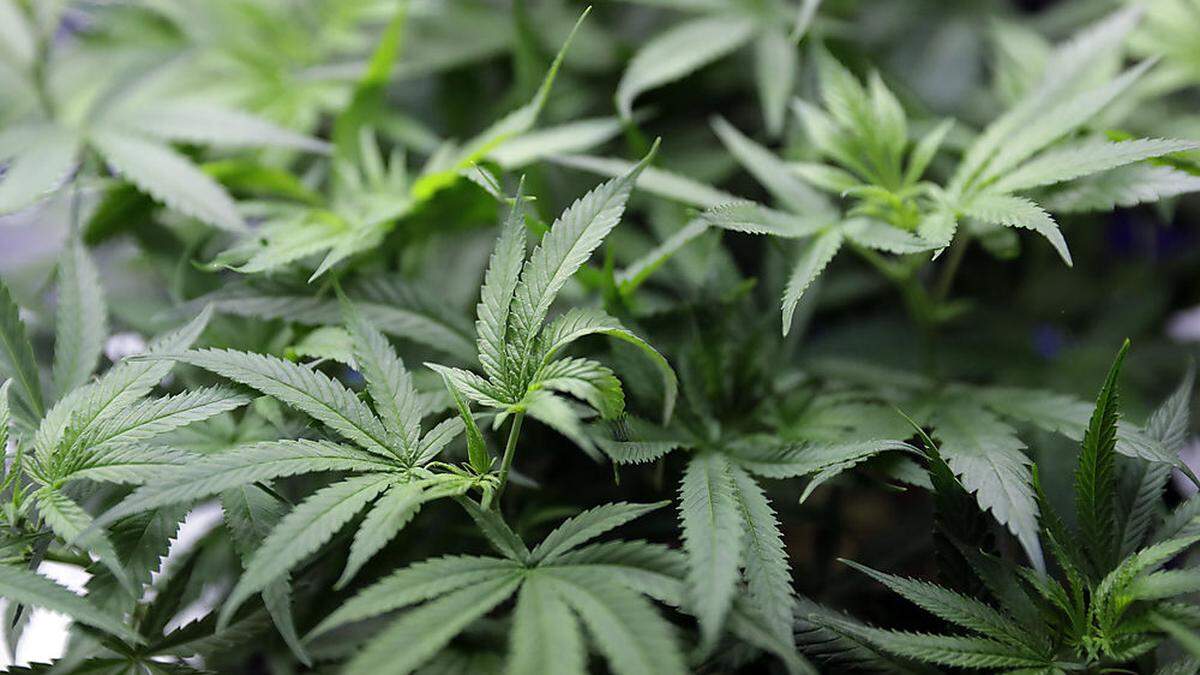 In Kanada schmieden Unternehmen weltgrößten Cannabis-Produzenten
