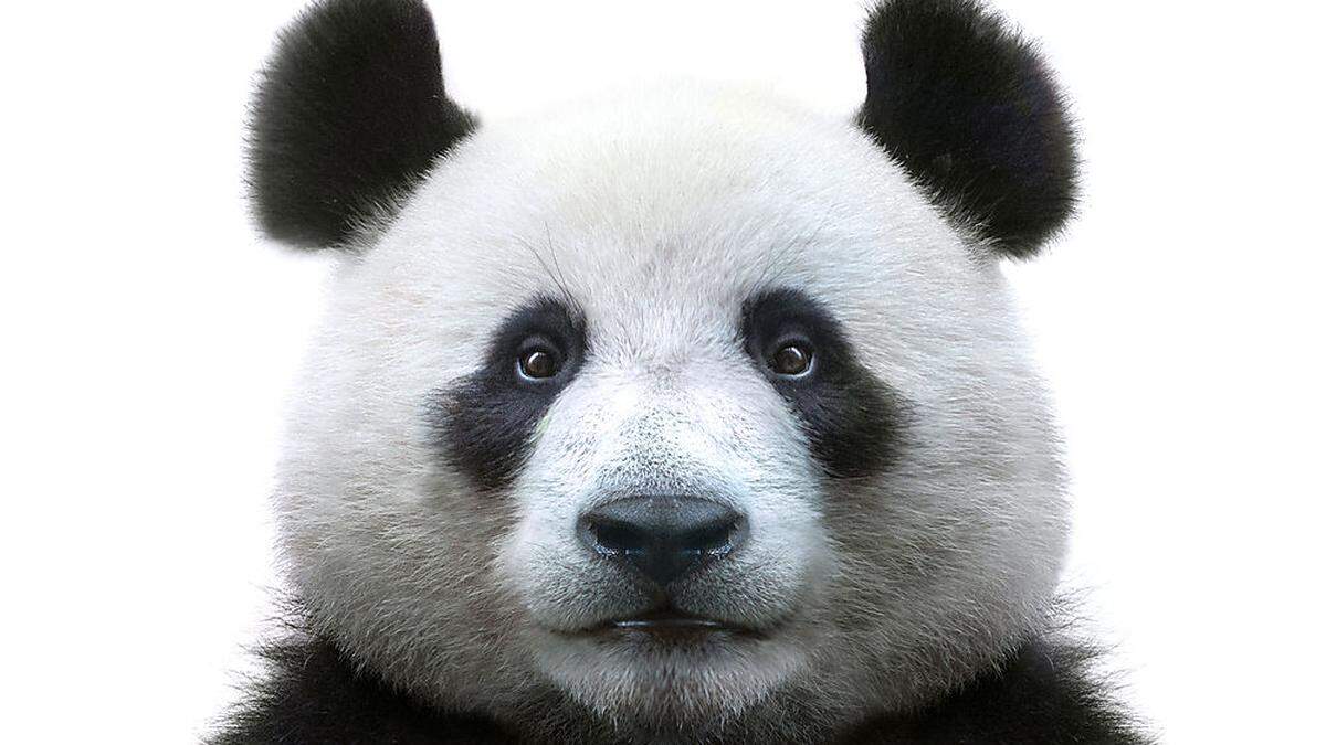 Der Pandabär vulgo große Bärenkatze