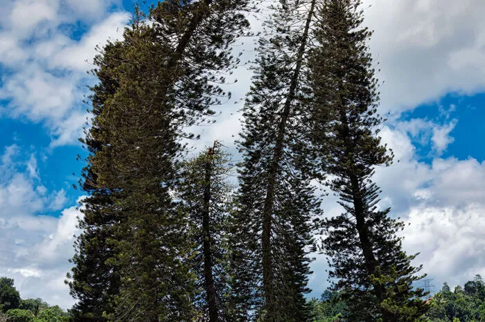 Die Araukarien, die "tanzenden Bäume im botanischen Garten in Peradeniya, wurden vom Monsunwind geformt.