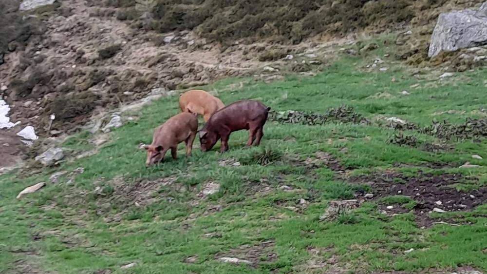Die drei weggelaufenen und zurückgekehrten Duroc-Schweine