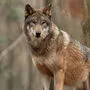 Die Rückkehr des Wolfes wird heiß debattiert (Sujetbild)