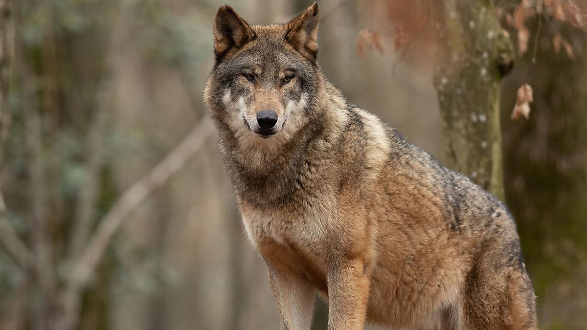 Die Rückkehr des Wolfes wird heiß debattiert (Sujetbild)