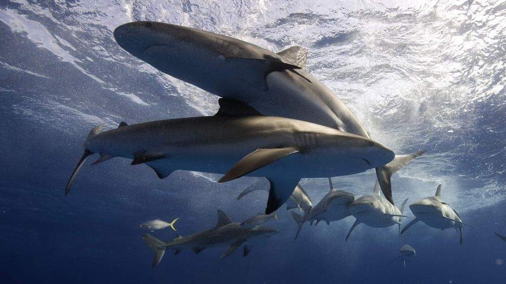 Sujetbild: Bald Schwimmanzug zum Schutz vor Hai-Attacken?