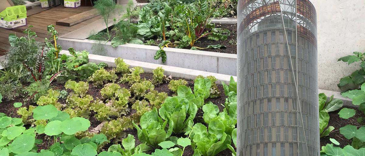 In 19 Beeten werden am Dachgarten des Science Tower 160 verschiedene Sorten angebaut