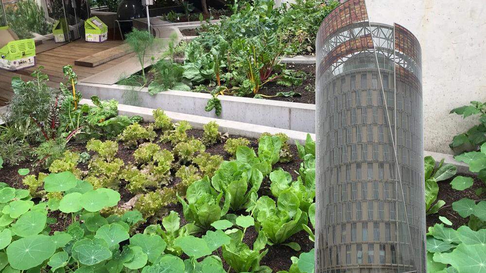In 19 Beeten werden am Dachgarten des Science Tower 160 verschiedene Sorten angebaut