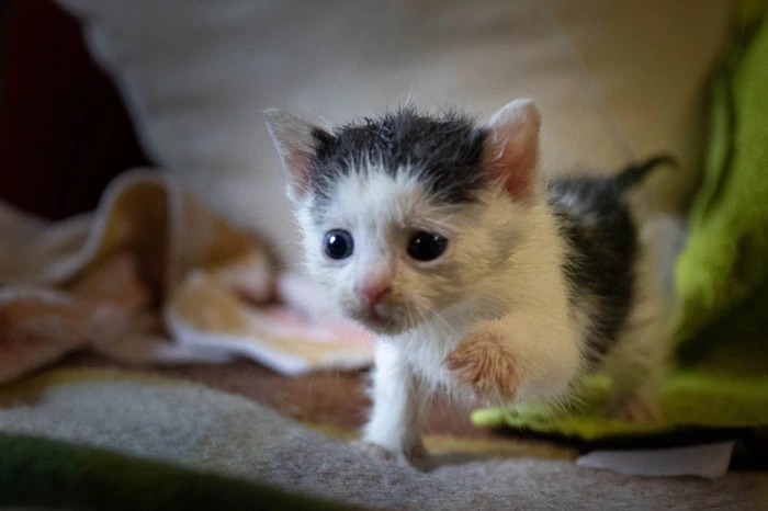 Anfragen zur Abgabe von Babykatzen gibt es derzeit vermehrt.