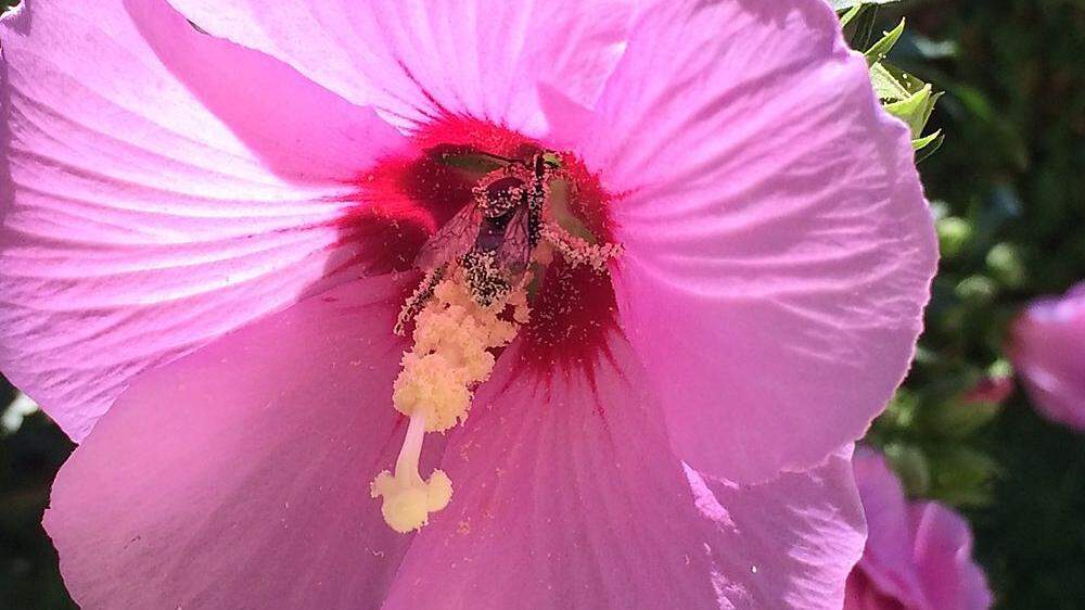 Die Pollen verfangen sich im Haarkleid der Biene