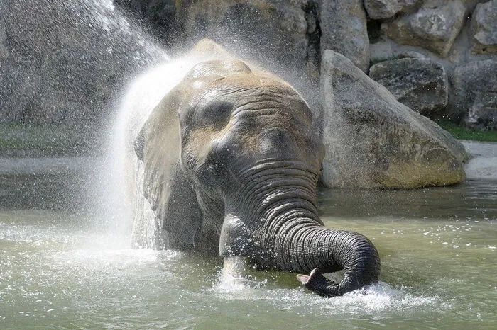 An eine wichtige Baderegel halten sich die Dickhäuter vorbildlich: Vor dem Baden duschen.
