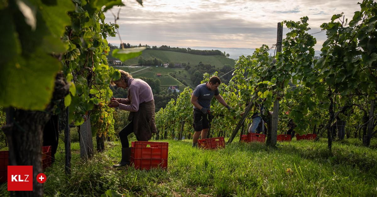 Weinlese-in-der-Steiermark-Wieso-Wei-burgunder-Regenw-rmer-braucht