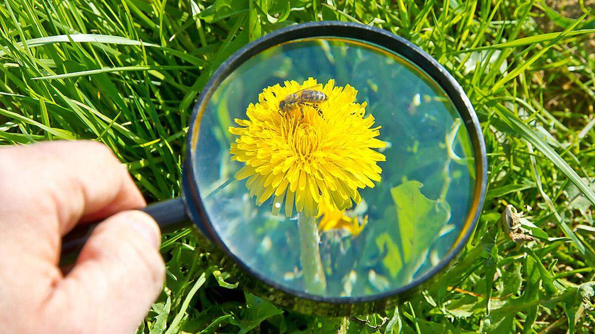 Bedrohte Spezies: die Biene. Zu den größten Gefahren zählen Spritzmittel