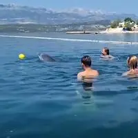 Ein Delfin als Wasserballer - zu sehen ist diese Attraktion in Maslenica an der Küste des Novigrader Meeres