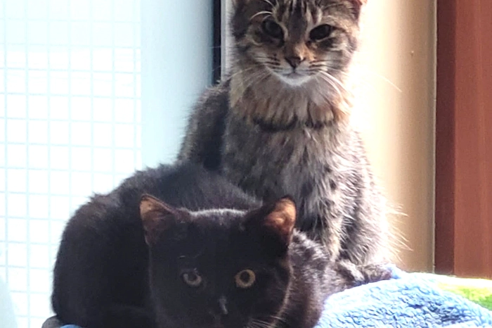 Das hübsche Katzenduo Maria und Linda sucht ein neues Zuhause. Die schwarzfellige Maria hat nur drei Beine seit Geburt an. Aber sie kommt damit sehr gut zurecht. Das Lienzer Tierheim sucht für beide einen Wohnungplatz mit Balkon.  Kontakt: Osttiroler Tierschutzverband, 9900 Lienz,Postfach 8, Tel. (0 664)44 33 919;facebook.com/tierschutzvereinosttirolfacebook.com/tierschutzvereinosttirol