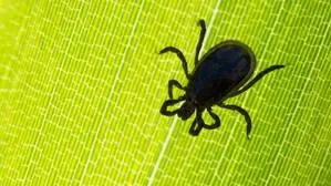 Zecken werden ab einer Temperatur von fünf Grad aktiv