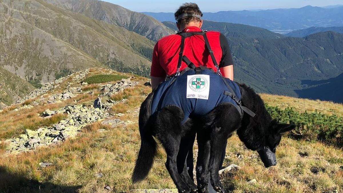 Der Schäferhund wurde von den Bergrettern ins Tal getragen