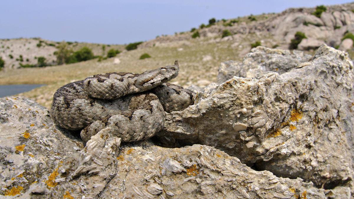 Europäische Hornotter sonnt sich nahe der kroatischen Adriaküste