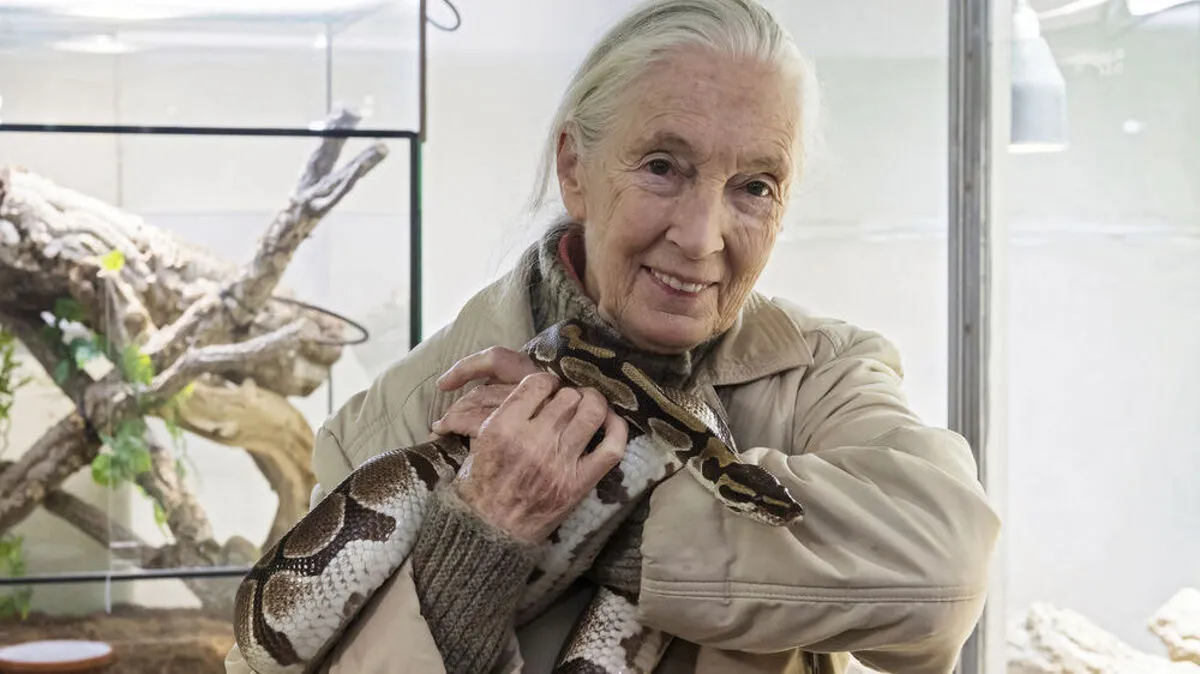 Jane Goodall hat keine Angst vor Schlangen - hier mit einem Königspyhton