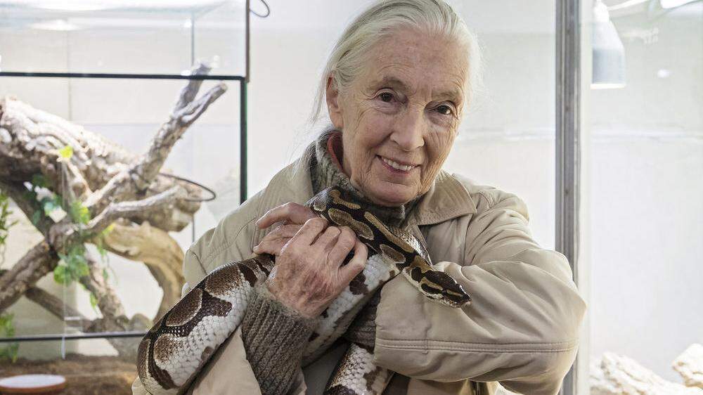 Jane Goodall hat keine Angst vor Schlangen - hier mit einem Königspyhton