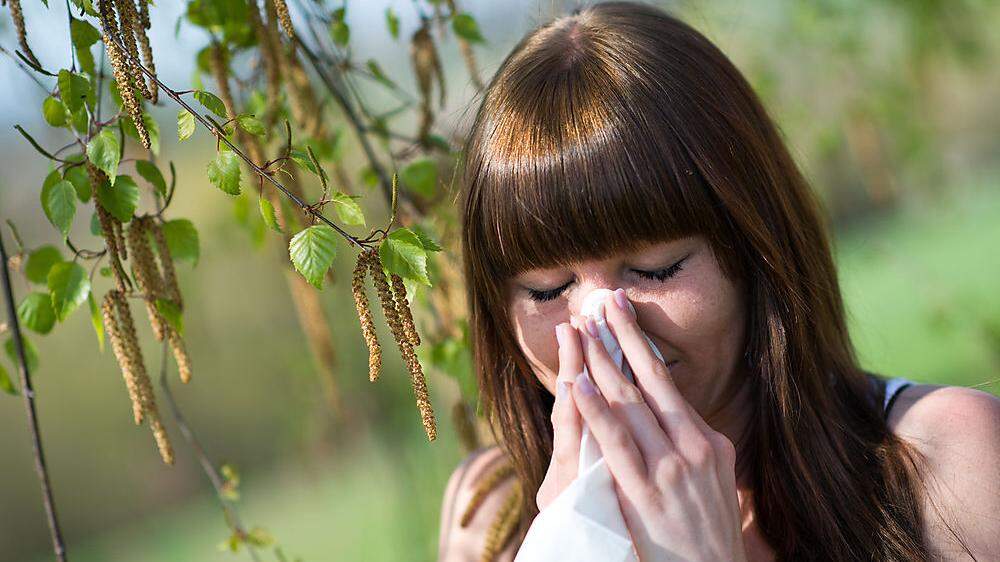 Birkenpollen machen Allergikern zu schaffen