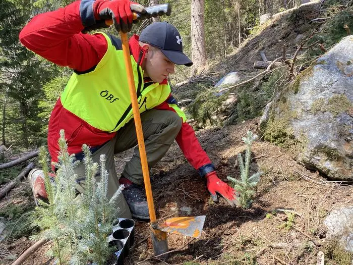 Bereits vier Jahre sind die Fichten alt, wenn sie ausgesetzt werden
