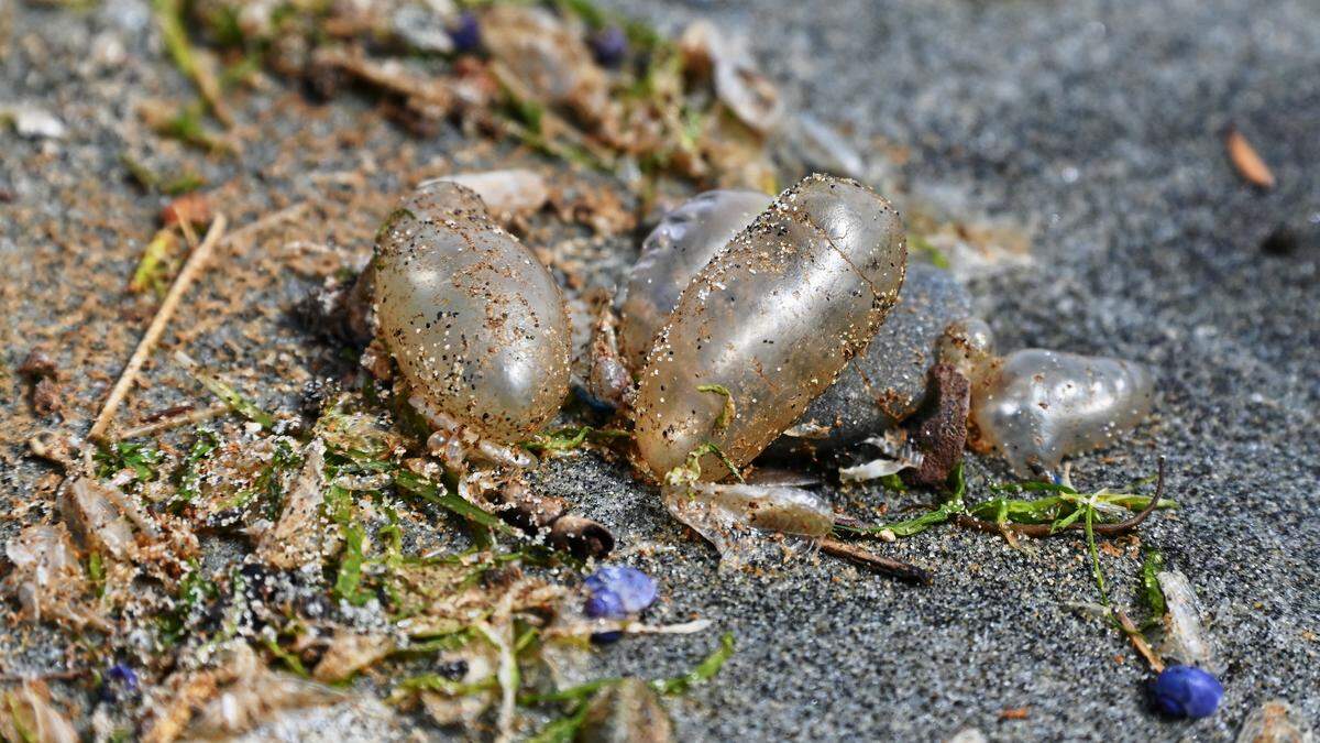 Die „Bluebottle“-Quallen gehören zur selben Familie wie die hochgiftige portugiesische Galeere