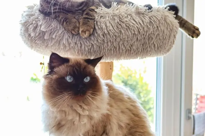 Claudia Lepuch: Das sind meine süßen Katzen Cleo und Schnurli (unten) auf ihrem "Thron" in unserem Wohnzimmer. Den heutigen Welttierschutztag verbringen sie mit mir gemeinsam, da ich im Homeoffice bin. 😉