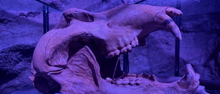 Auch dieser Schädelknochen ist in der Höhle ausgestellt