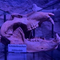 Auch dieser Schädelknochen ist in der Höhle ausgestellt