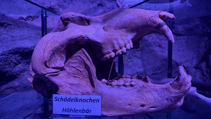 Auch dieser Schädelknochen ist in der Höhle ausgestellt