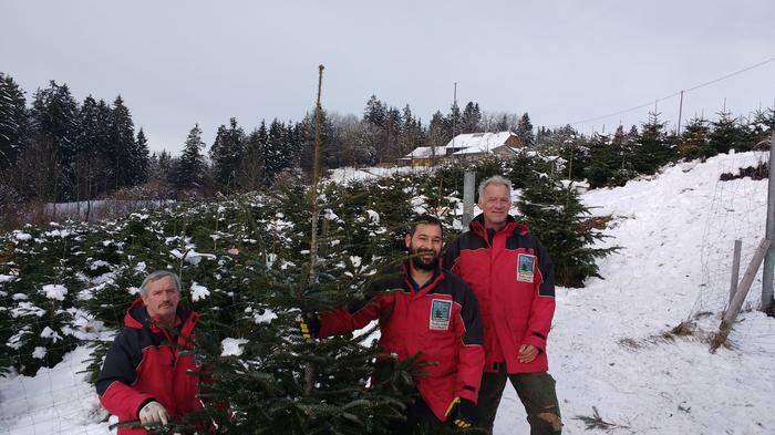 Die Familie Haberl bewirtschaftet eine vier Hektar große Christbaumplantage