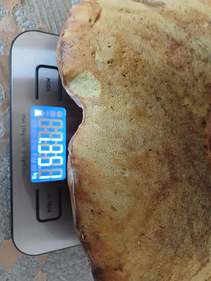 Der Pilz wog mehr als 1,3 Kilogramm