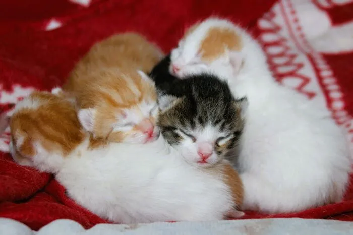 Die Mutterkatze wurde von den Tierschützern hochtragend vor dem Aussetzen bewahrt. Ihre Babys kamen in Sicherheit zur Welt.