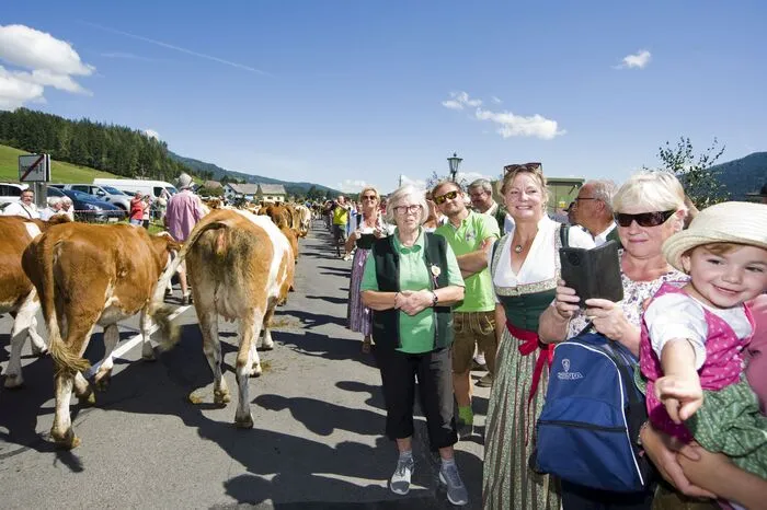 Mit mehr als einer Stunde Verspätung, beim Abmarsch gab es ein kleines Problem, war es dann soweit: Die Kühe und Kälber steuerten unter Aufsicht vieler Treiber von der Alm ihre Heimathöfe an.