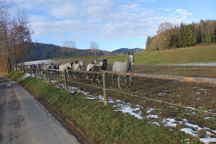 Am Fahrplan stand auch ein kurzer Abstecher zu den Junghengsten...