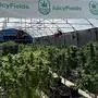 Alles nur Staffage: eine vermeintliche Cannabis-Plantage von "Juicy Fields"
