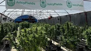 Alles nur Staffage: eine vermeintliche Cannabis-Plantage von "Juicy Fields"