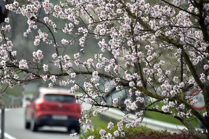 Der Trend zu immer früheren Blühzeiten hält an, bestätigte die ZAMG, die in einem Projekt die Klimaauswirkungen auf Pflanzen erforscht.