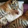 Die geretteten Tigerbabys