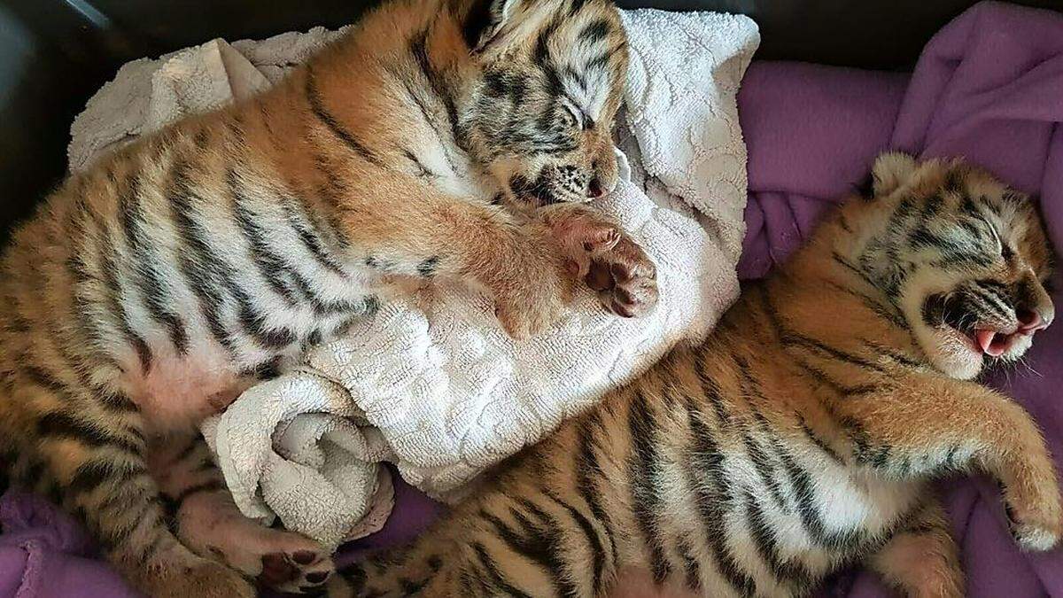 Die geretteten Tigerbabys