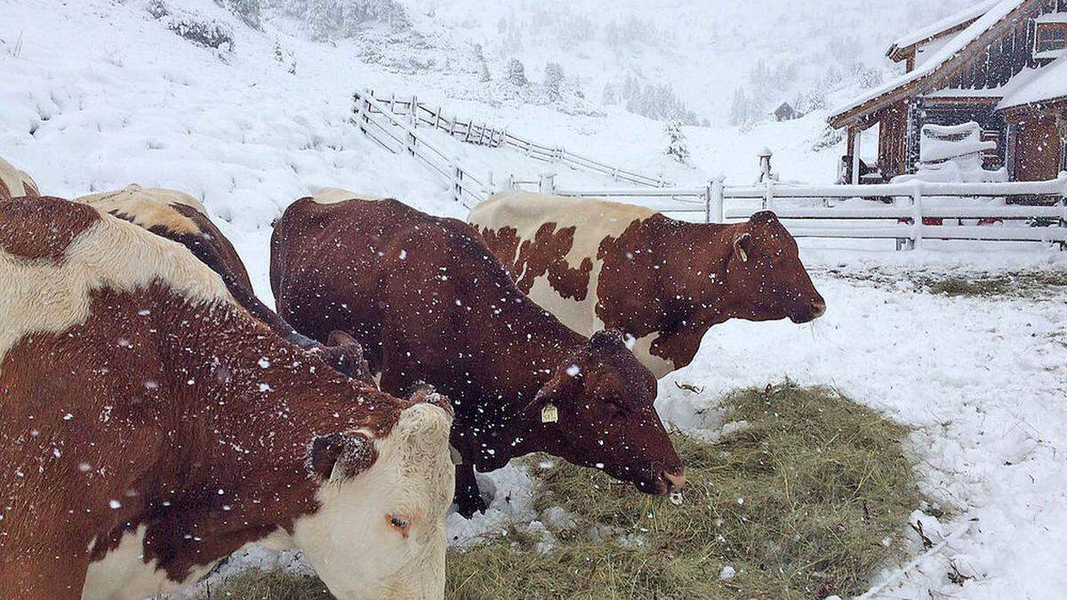 Große Mengen Neuschnee sind nicht zu erwarten, aber es dürfte weiß werden im Murtal