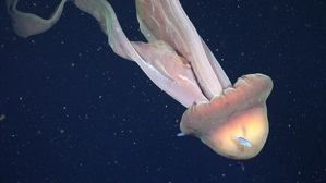 Der Riesenqualle Stygiomedusa gigantea zu begegnen, gilt als äußerst unwahrscheinlich. Bislang ist nur wenig über das Tier bekannt
