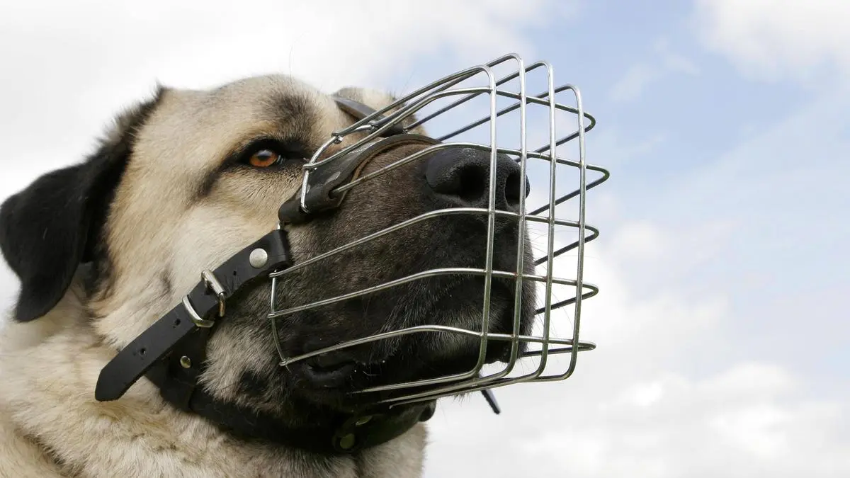 Der Beißkorb bleibt ein umstrittenes Thema