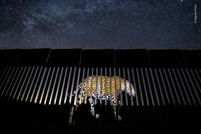 Der mexikanische Fotograf Alejandro Prieto brauchte zwei Jahre, um das perfekte Foto eines männlichen Jaguars zu machen. Unter einem leuchtenden Sternenhimmel in Arizona projiziert er einen Jaguar auf einen Abschnitt des Grenzzauns zwischen den USA und Mexiko, um die Vergangenheit des Jaguars und seine mögliche zukünftige Präsenz in den USA zu symbolisieren. Wenn die Mauer gebaut wird, wird das die Jaguar-Bevölkerung in den Vereinigten Staaten zerstören.  
