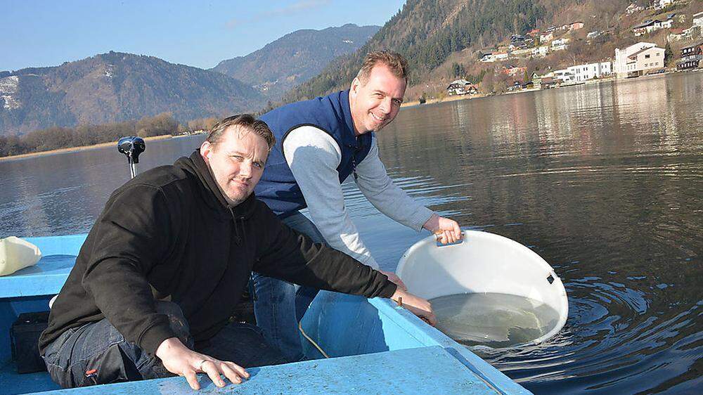 Richard Legat (rechts) und Andreas Enzi setzen die Brütlinge im Ossiacher See aus 