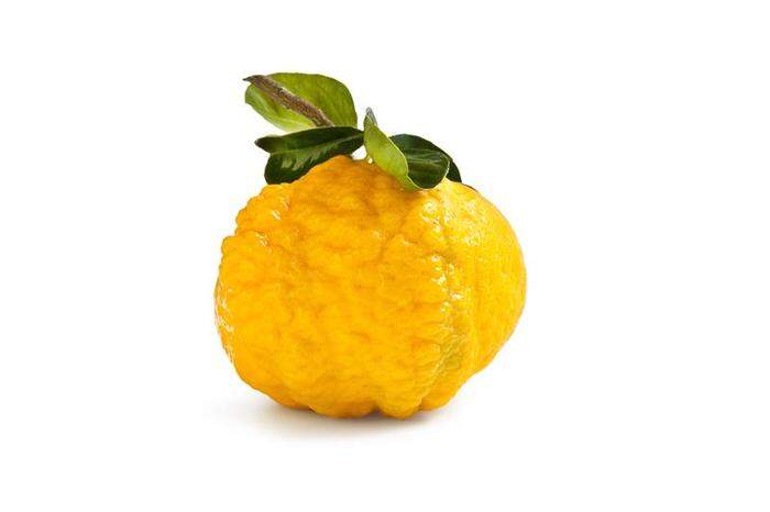 Ab Dezember bis Ende Januar ist eine ganz besondere und seltene sardische Zitrusfrucht reif: die Pompia.