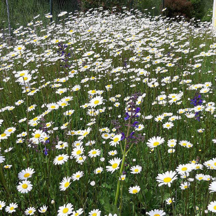 Bienenweide, Blumenwiese