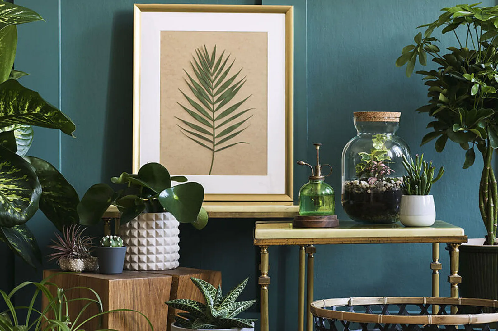 Womit kann man Zimmerpflanzen verwöhnen?