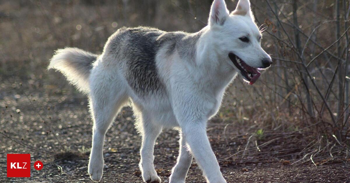 J-ger-schoss-Hund-ab-Land-Steiermark-plant-keine-nderung-am-Jagdgesetz