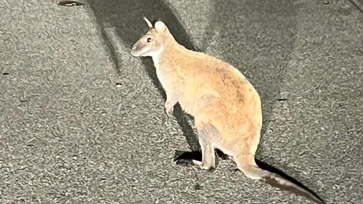 Das Känguru aus Südhessen hatte eine aufregende Nacht hinter sich.